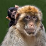 689 - BARBARY MACAQUE AND BABY - EVA ROD - united kingdom <div